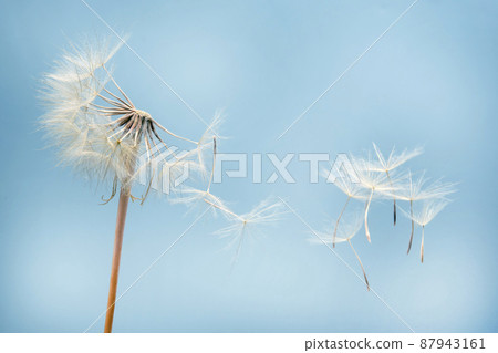 Dandelion seeds flying next to a flower on a blue background. botany and the nature of flowers 87943161