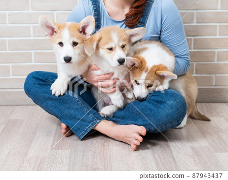 Caucasian woman holding three cute pembroke corgi puppies.  87943437