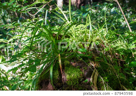 Grass Grass 87943598
