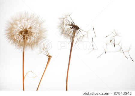 dandelion seeds fly from a flower on a light background. botany and bloom growth propagation. 87943842