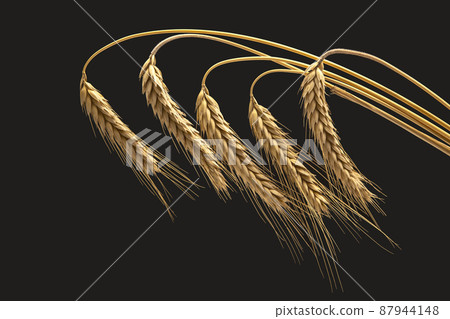 ripe ears of wheat close-up on a dark background. bread industry. vegetarian food 87944148