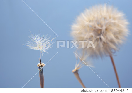 Dandelion seeds flying next to a flower on a blue background. botany and the nature of flowers Dandelion seeds flying next to a flower on a blue background. botany and the nature of flowers 87944245