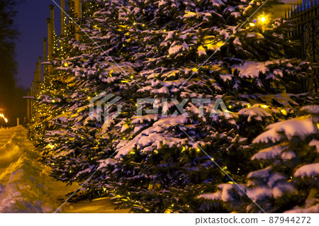 Snow covered fir branches with decorative included christmas garlands at night 87944272