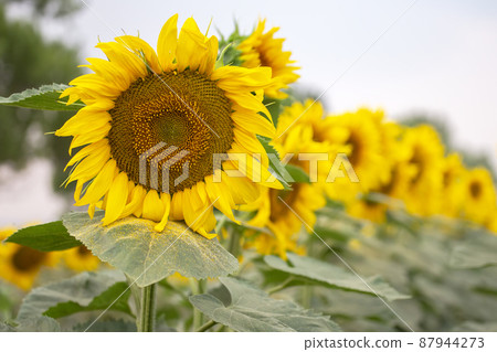 blooming sunflower close-up. Agronomy, agriculture and botany. blooming sunflower close-up. Agronomy, agriculture and botany. 87944273