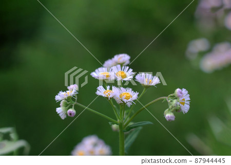 Halzion blooming in a corner of a small garden Halzion blooming in a corner of a small garden 87944445