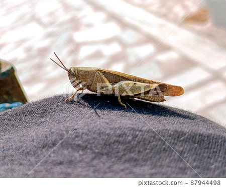Close-up photo of a brown grasshopper sitting on a light-colored cloth in sunlight.Selective focus 87944498