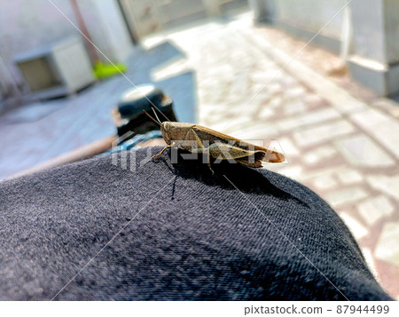 Close-up photo of a brown grasshopper sitting on a light-colored cloth in sunlight.Selective focus Close-up photo of a brown grasshopper sitting on a light-colored cloth in sunlight.Selective focus 87944499