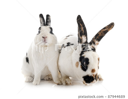 Rex rabbits in studio 87944689