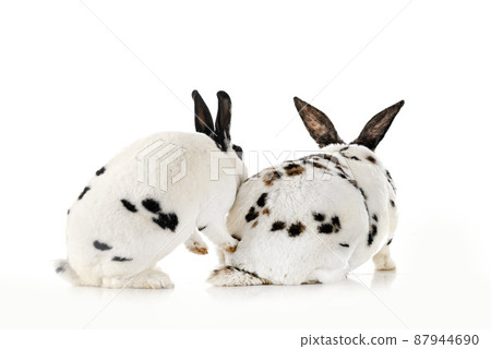 Rex rabbits in studio Rex rabbits in studio 87944690
