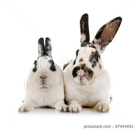 Rex rabbits in studio Rex rabbits in studio 87944691