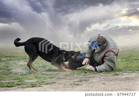 training of french shepherd 87944727
