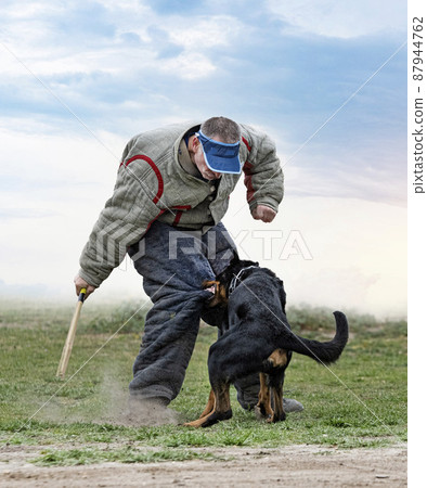 training of french shepherd 87944762