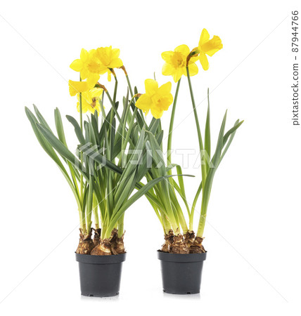 Narcissus jonquilla in studio 87944766
