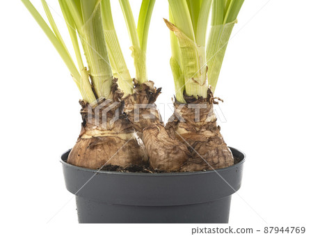 bulb of Narcissus jonquilla in studio 87944769