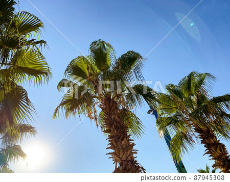 palm trees with large green leaves against the blue sky. an exotic country with tall trees for shade. palm tree with carved, green, large leaves 87945308