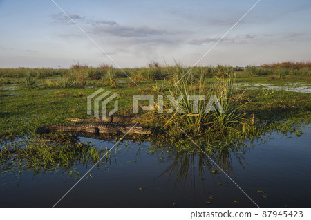 Black caiman.south America 87945423