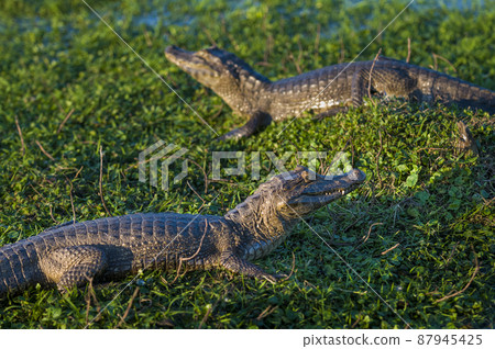 Black caiman.south America Black caiman.south America 87945425
