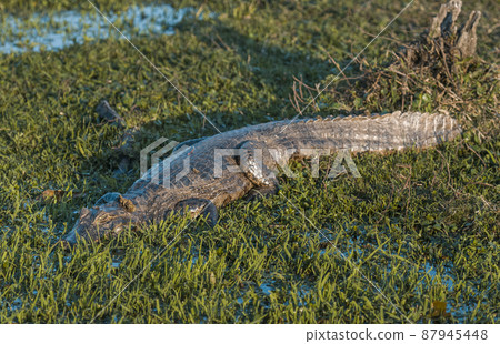 Black caiman.south America Black caiman.south America 87945448