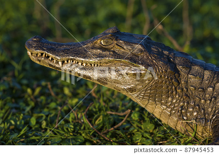 Black caiman.south America 87945453