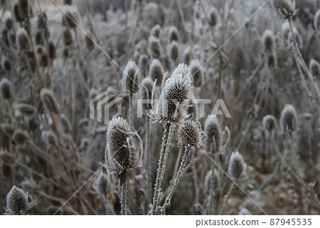 Teasel. Dipsacus Fullonum 87945535