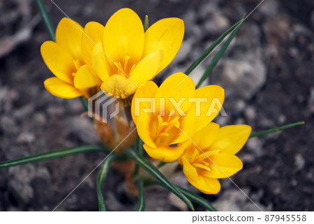 Spring crocus flowers 87945558
