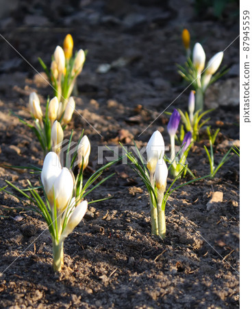 Crocus flowers outdoors Crocus flowers outdoors 87945559