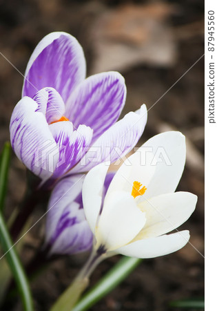 Crocus flowers outdoors Crocus flowers outdoors 87945560