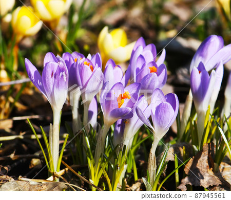 Crocus flowers outdoors Crocus flowers outdoors 87945561