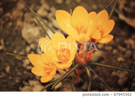 Spring crocus flowers Spring crocus flowers 87945562