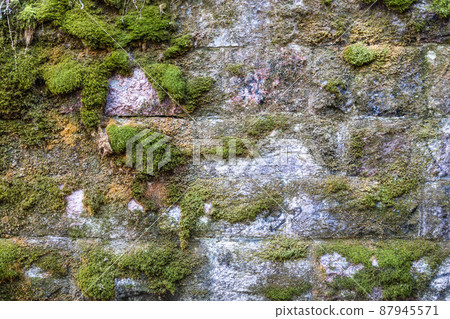 Old wall of a rectangular block of cut stone covered with green moss and lichens 87945571