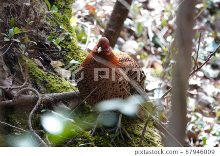 Spring Gifu Satoyama Mountain Bird Spring Gifu Satoyama Mountain Bird 87946009
