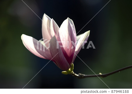 Light pink head of blooming spring magnolia flower. Botany and flowers Light pink head of blooming spring magnolia flower. Botany and flowers 87946188