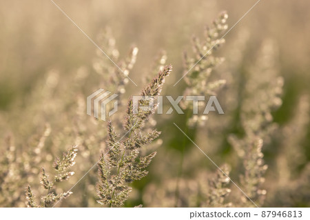 Field grass and flowers in backlight. Nature and floral botany Field grass and flowers in backlight. Nature and floral botany 87946813