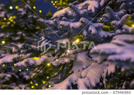 Snow covered fir branches with decorative included christmas garlands at night 87946960