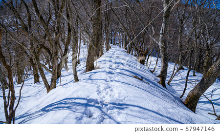 （山梨縣）禦坂黑岳和雪山的山路 87947146