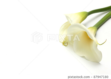 Calla lily on white background 87947180