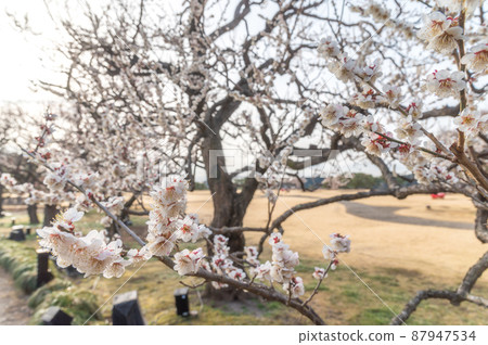 茨城縣水戶市偕樂園梅花盛開 87947534