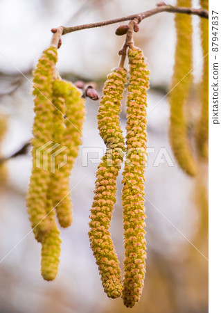 Blossoming hazelnuts in early spring. Green buds close up. Pollen allergy concept. Blossoming hazelnuts in early spring. Green buds close up. Pollen allergy concept. 87947837