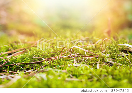 Green moss close up. Macrocosm of plants. Early spring and gardening concept. Selective focus. 87947843