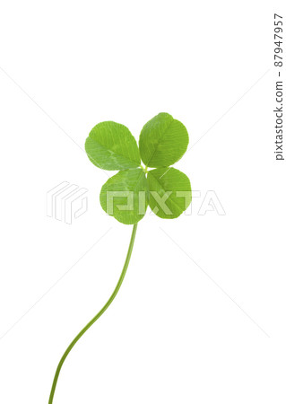 Four leaves clover 87947957