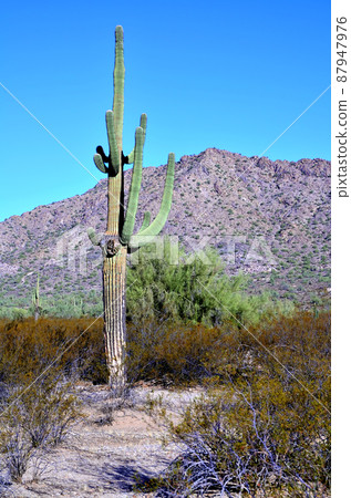 Sonora Desert Sonora Desert 87947976