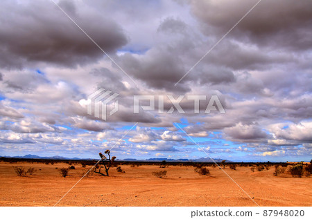 Sonora Desert 87948020