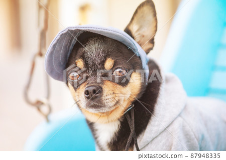 Mini chihuahua dog in clothes on a swing. Portrait of a pet. Mini chihuahua dog in clothes on a swing. Portrait of a pet. 87948335
