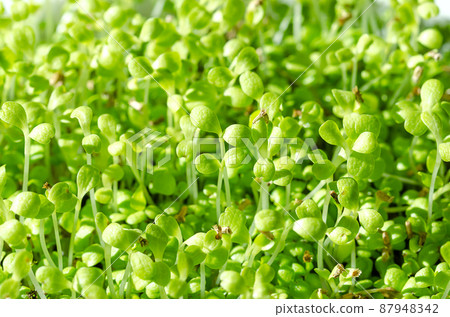 Common chicoree microgreens, close-up. Cotyledons of Cichorium intybus, young plants, fresh green seedlings and shoots. Cultivated for salad leaves, leaf vegetable, or as a forage crop for livestock. Common chicoree microgreens, close-up. Cotyledons of Cichorium intybus, young plants, fresh green seedlings and shoots. Cultivated for salad leaves, leaf vegetable, or as a forage crop for livestock. 87948342