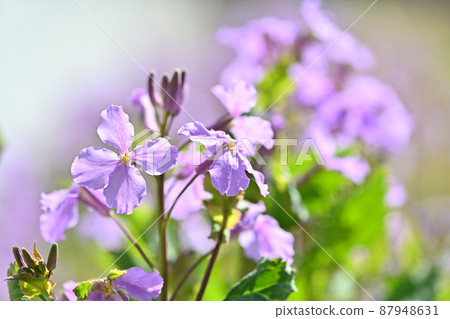 Early spring flower radish Early spring flower radish 87948631