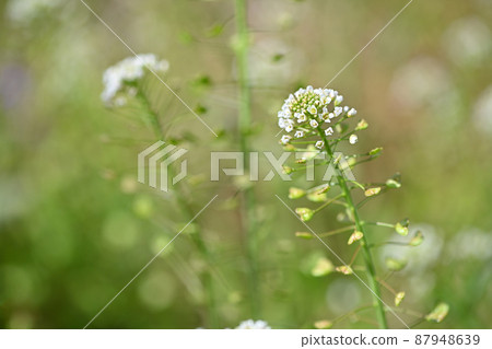 Spring flower shepherd's purse 87948639