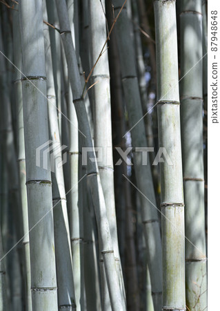 Bamboo grove scenery 87948648