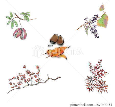 秋天樹堅果 秋天樹堅果 87948831