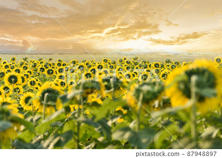 Sunflower field with planting sunflower plant tree on the in the garden natural sunset sky background, Sun flower in the rural farm countryside Sunflower field with planting sunflower plant tree on the in the garden natural sunset sky background, Sun flower in the rural farm countryside 87948897