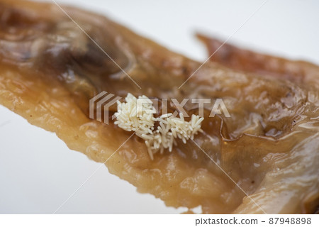 Eggs fly on food dirty food not hygienic, Flies egg house fly - housefly spread germs concepts Eggs fly on food dirty food not hygienic, Flies egg house fly - housefly spread germs concepts 87948898